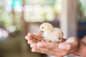 Hand halten, die sich um ein kleines Huhn kümmert foto