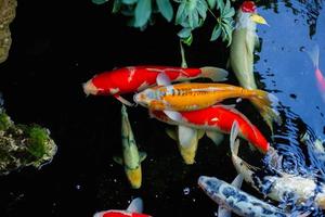 Aquarium bunte Fische im dunkelblauen Wasser foto