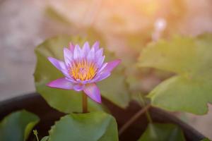 Lotusblume und Lotusblumenpflanzen foto