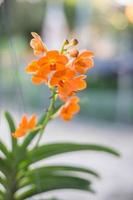 Orchidee blüht Schönheit in der Natur foto
