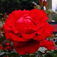 eine Nahaufnahme einer roten Rose foto