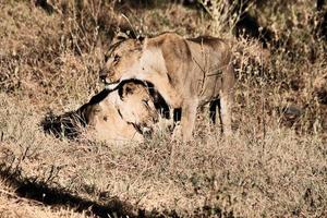 eine Nahaufnahme eines afrikanischen Löwen foto