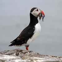 ein Blick auf einen Papageientaucher mit Sandaalen auf Farne Islands foto