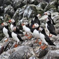 eine Nahaufnahme eines Papageientauchers auf Farne Islands foto