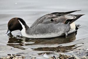 ein Blick auf eine Pintail-Ente foto