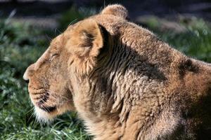 eine Nahaufnahme eines afrikanischen Löwen foto