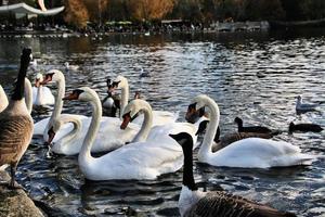 ein blick auf einige schwäne und enten bei wwt martin mere foto