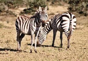 eine Nahaufnahme eines Zebras foto