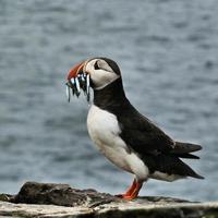 ein Blick auf einen Papageientaucher mit Sandaalen auf Farne Islands foto