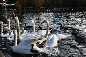 ein blick auf einige schwäne und enten bei wwt martin mere foto