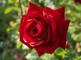 blühende rote Rose. foto