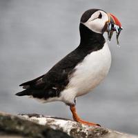 ein Blick auf einen Papageientaucher mit Sandaalen auf Farne Islands foto