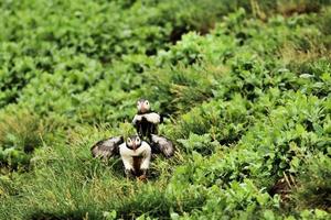 eine Nahaufnahme eines Papageientauchers auf Farne Islands foto