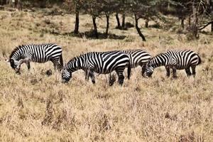eine Nahaufnahme eines Zebras foto