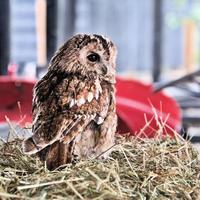 eine Nahaufnahme von einem Waldkauz foto