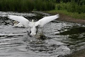 Blick auf einen Höckerschwan foto