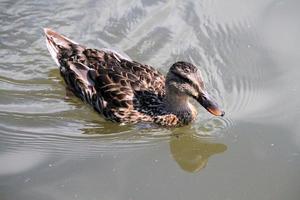 eine Nahaufnahme einer Stockente foto