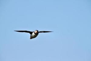 ein Schnaufen, das über Farne Islands fliegt foto