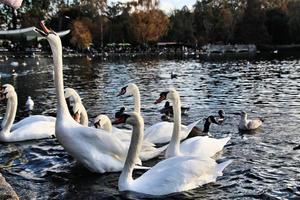 ein blick auf einige schwäne und enten bei wwt martin mere foto