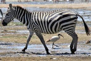 eine Nahaufnahme eines Zebras foto