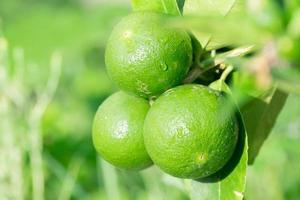 frische grüne zitronenfrucht, die vom zweig auf zitronenbaumgarten und gesundes lebensmittelkonzept, gruppe von zitrone, makro hängt foto