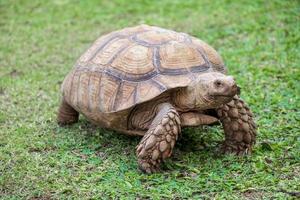 eup afrikanische Spornschildkröte, Geochelone sulcata, von Details gesehen und auf Gras im Zoo laufen foto