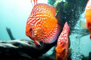 Bunte Diskus, Pompadour-Fische schwimmen im Aquarium. Symphysodon aequifasciatus ist ein amerikanischer Buntbarsch, der im Amazonas in Südamerika beheimatet ist und als Süßwasser-Aquarienfisch beliebt ist. foto