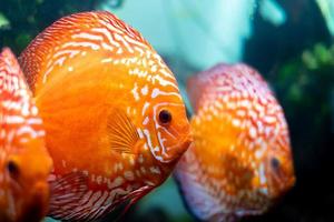 Bunte Diskus, Pompadour-Fische schwimmen im Aquarium. Symphysodon aequifasciatus ist ein amerikanischer Buntbarsch, der im Amazonas in Südamerika beheimatet ist und als Süßwasser-Aquarienfisch beliebt ist. foto