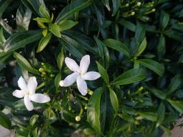 Kreppjasminblüten sind weiß mit grünen Blättern foto