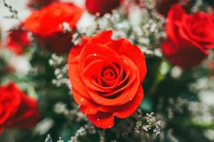 Strauß frischer roter Rosen, heller Blumenhintergrund. Nahaufnahme einer roten Rose mit Wassertropfen.