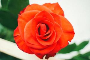 Strauß frischer roter Rosen, heller Blumenhintergrund. Nahaufnahme einer roten Rose mit Wassertropfen. foto