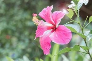 Rosa Hibiskusblüte im Garten, Nahaufnahme unscharfer Hintergrund. foto