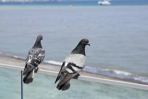 Zwei Tauben, Vögel sitzen auf dem Stadtdamm vor dem Hintergrund des Meeres. foto