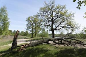 umgestürzte, gebrochene Eichen nach starkem Wind. Krise in der Natur. foto