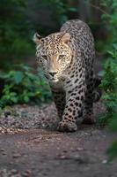 Porträt des persischen Leoparden foto