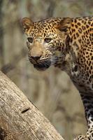 Sri Lanka Leopard foto