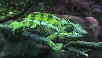 grünes pantherchamäleon furcifer pardalis, das sich auf einen stock stützt. foto