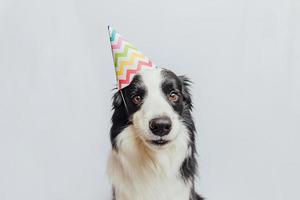 alles gute zum geburtstag partykonzept. lustiger süßer Hündchen-Border-Collie mit dummem Geburtstagshut isoliert auf weißem Hintergrund. Hund am Geburtstag. foto