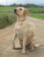 weiblicher Labradorhund foto