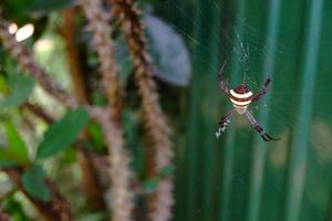 Nahaufnahme einer Spinne auf grünem Hintergrund. foto