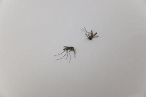 Zwei Mücken sind auf grauem Hintergrund tot. foto