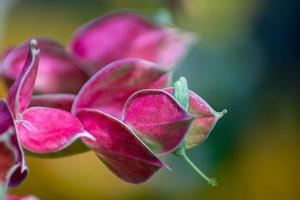 schönes schönes Blumenfoto mit unscharfem Hintergrund foto