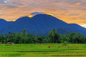 der blick bei morgensonne ist wunderschön über die berge und grünen reisfelder im dorf kemumu, indonesien foto