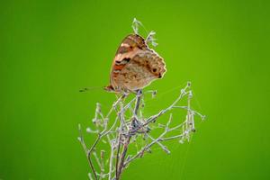 Makrofoto eines braunen Schmetterlings mit Blatthintergrund an einem trockenen Morgen auf einem trockenen Ast foto