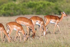 weibliche Impala-Antilopen weiden foto