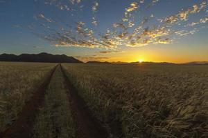 Gras auf der Ebene bei Sonnenuntergang foto