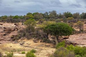 grüne Bäume und rote Felsen am ausgetrockneten Flussufer foto