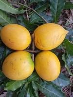 Sao-Abiu-Frucht foto