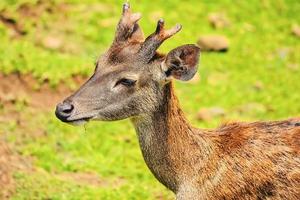 ein junger Hirsch, der auf einer grünen Wiese nach Futter sucht foto