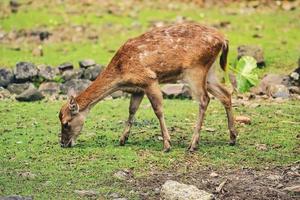 ein junger Hirsch, der auf einer grünen Wiese nach Futter sucht foto